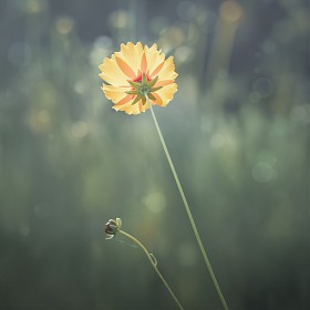 [A7R5,135GM, Ž 90ũ] Addio... (BGM)