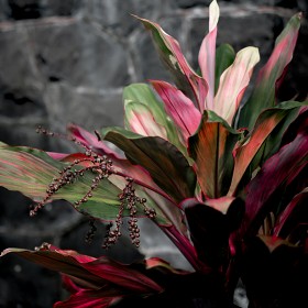 �ĳ� S1R)  ����...