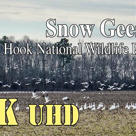 Prime Hook National Wildlife Refuge ( Snow Geese )