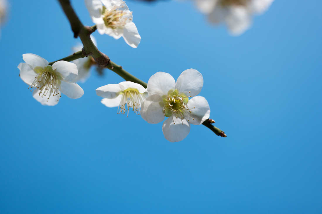 [NX500+60mm] 봄...꽃 - 삼성 Talk [NX500+60mm] 봄...꽃