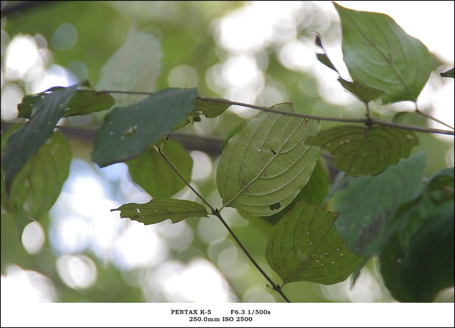 [BS] 그간 찍은 소량...의 풀떼기 - 소니 Talk [BS] 그간 찍은 소량...의 풀떼기