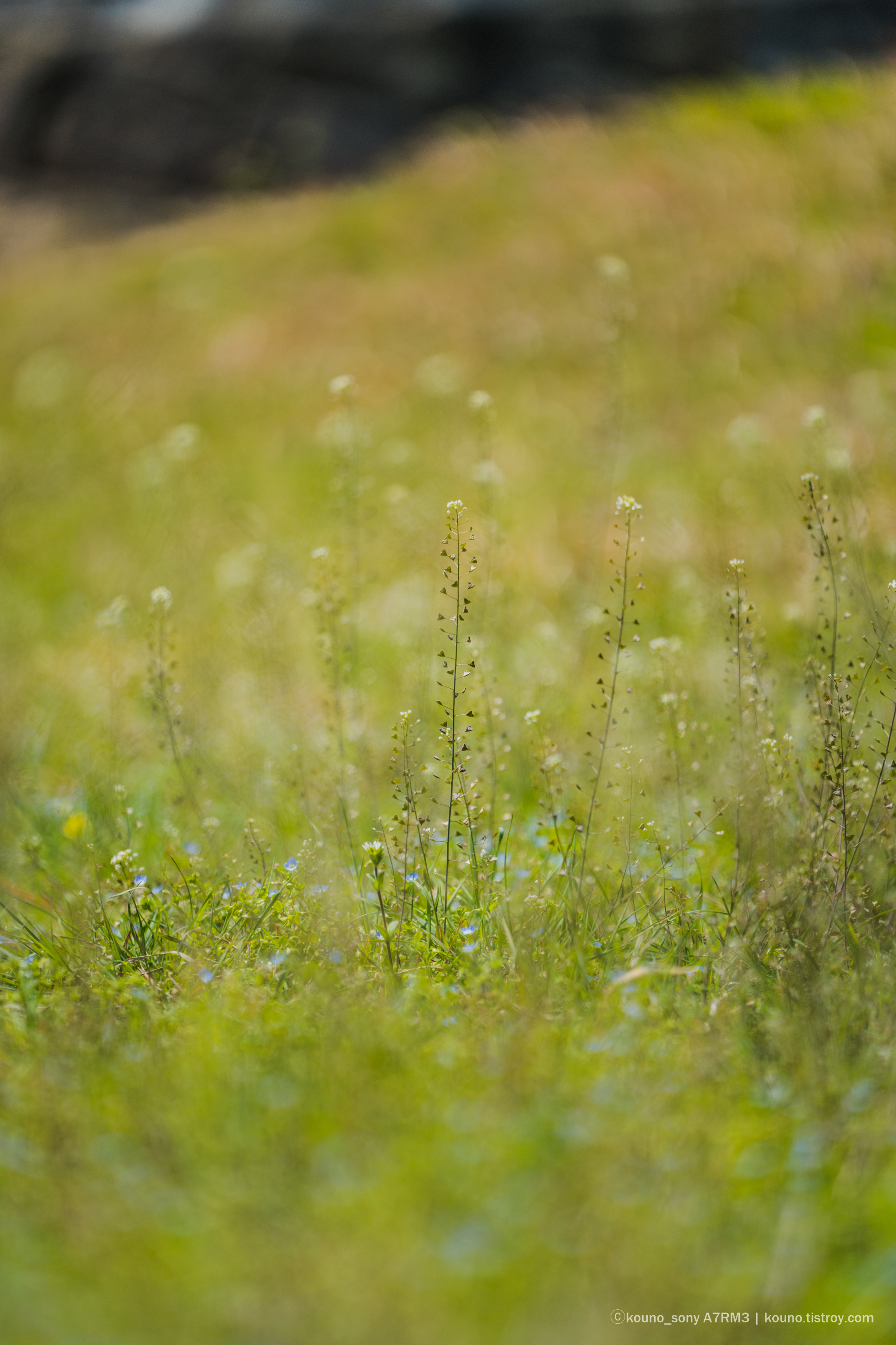 [a7r3+70-200GM] 풀떼기 - 소니 Talk [a7r3+70-200GM]  풀떼기