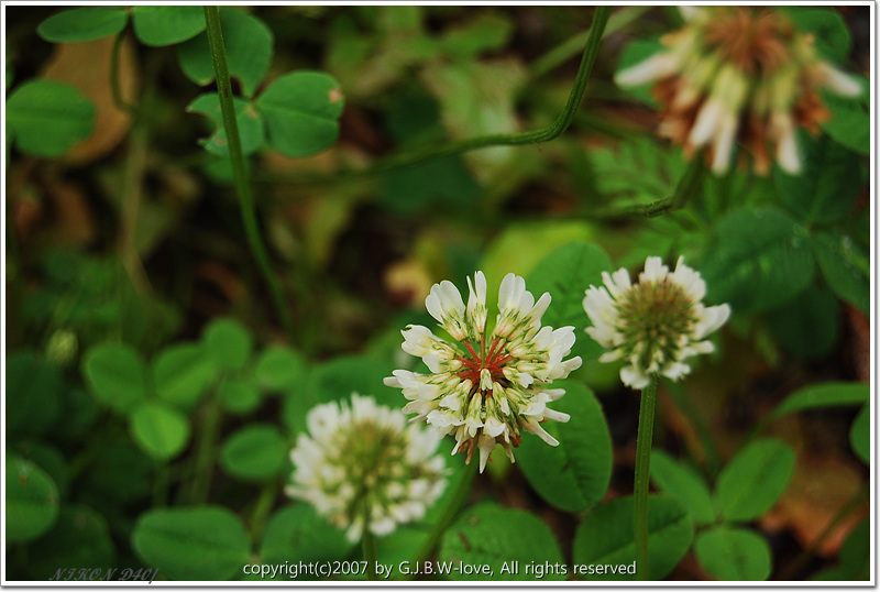 세잎크로바~ - 팝코넷 | 포토 갤러리 세잎크로바~