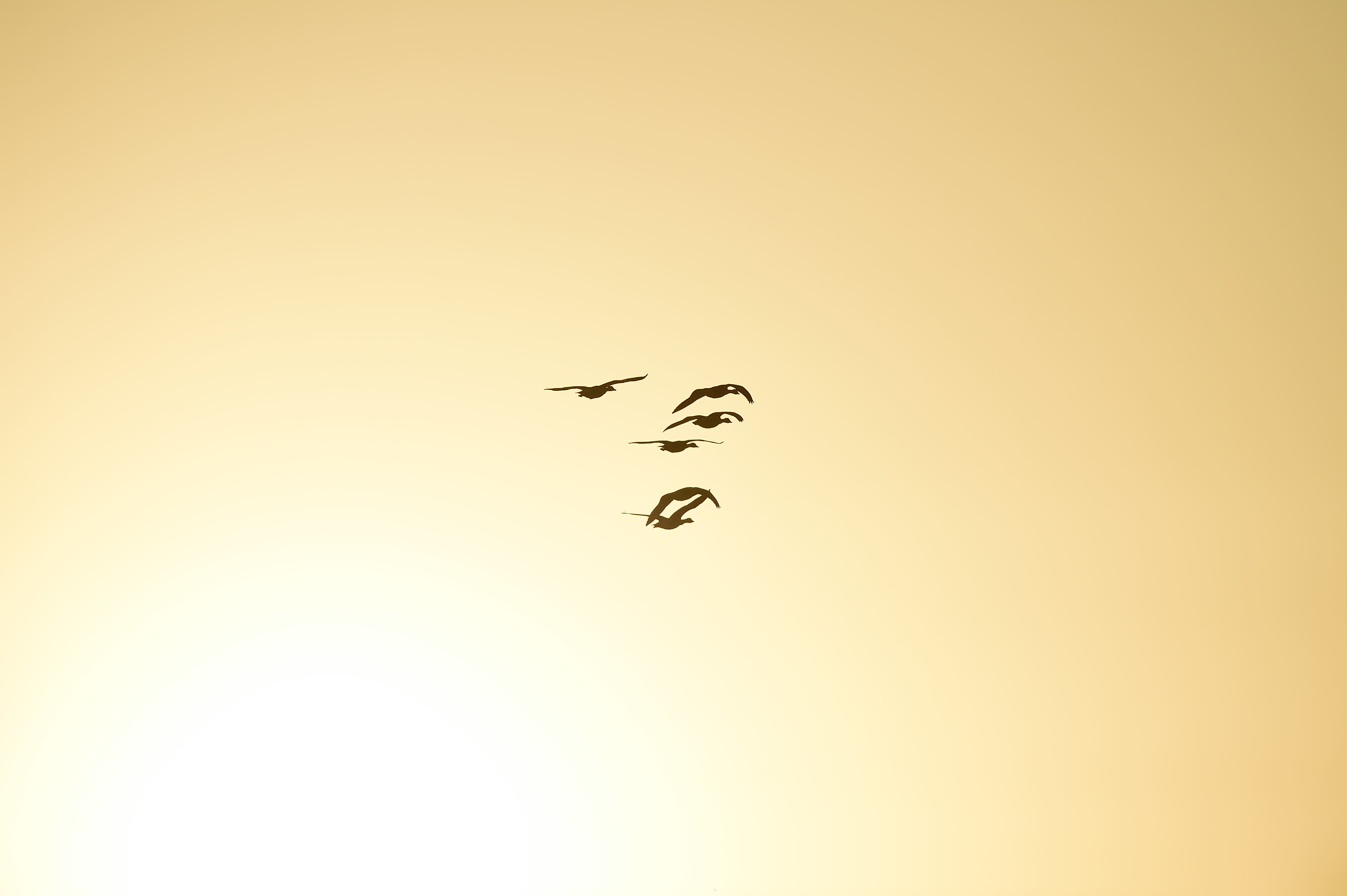 오리 날다 - 팝코넷 | 포토 갤러리 오리 날다