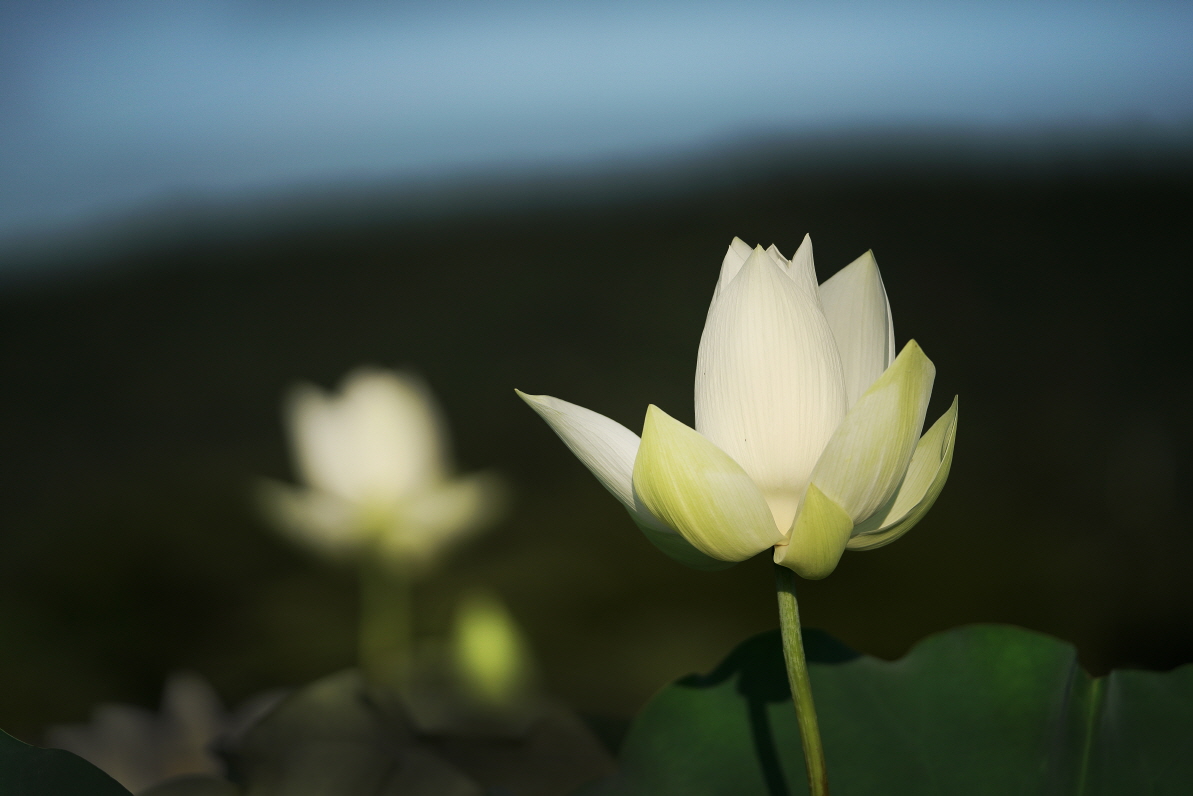 백연 - 팝코넷 | 포토 갤러리 백연