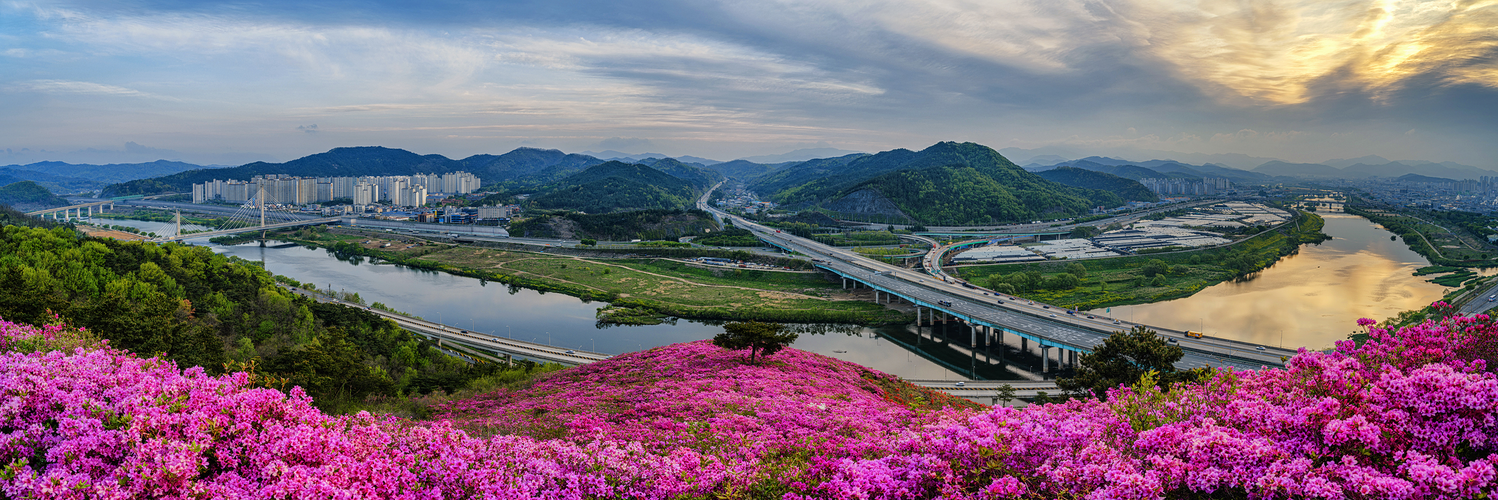 서대구IC 연산홍 - 팝코넷 | 포토 갤러리 서대구IC 연산홍