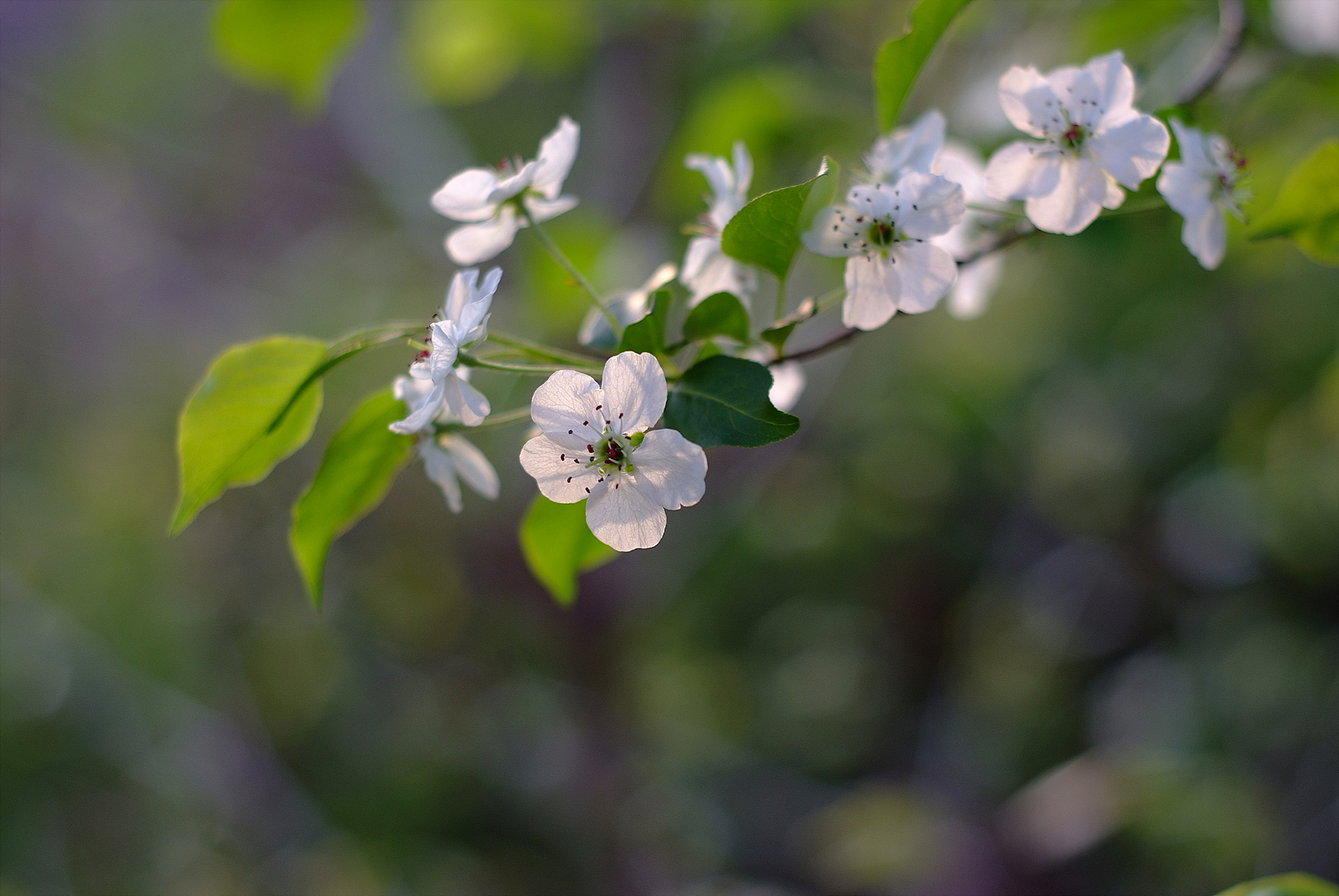  nikkor af 50mm f1 8 s p r i n g 