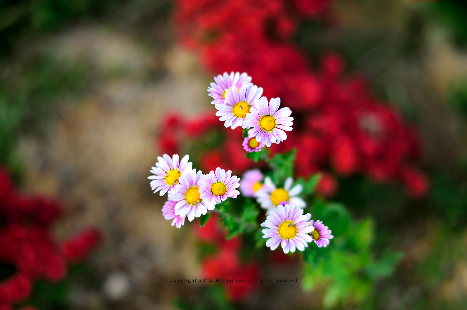 D4S_1008.jpg