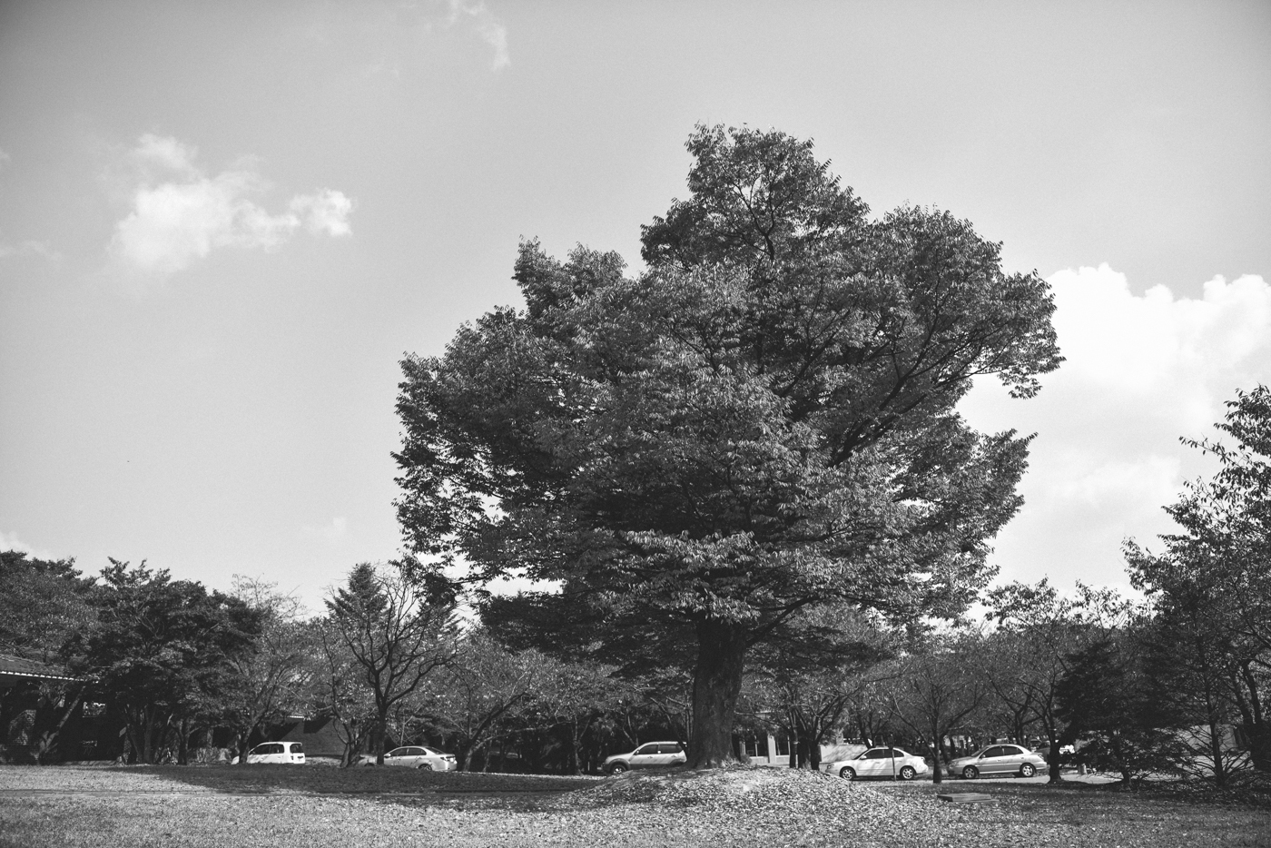 DSC_0388.jpg
