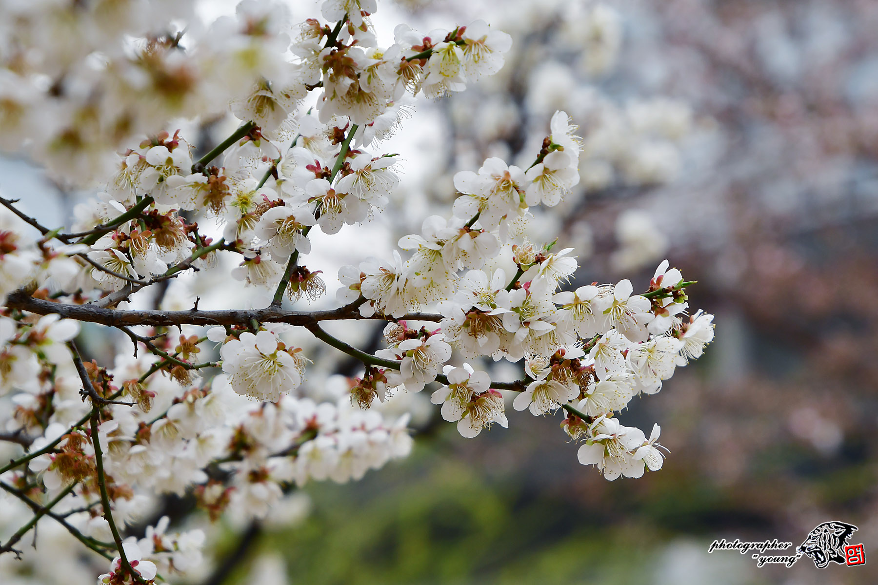 [D7500 + 18-400mm] 매화 향기 - 니콘 Talk [D7500 + 18-400mm] 매화 향기
