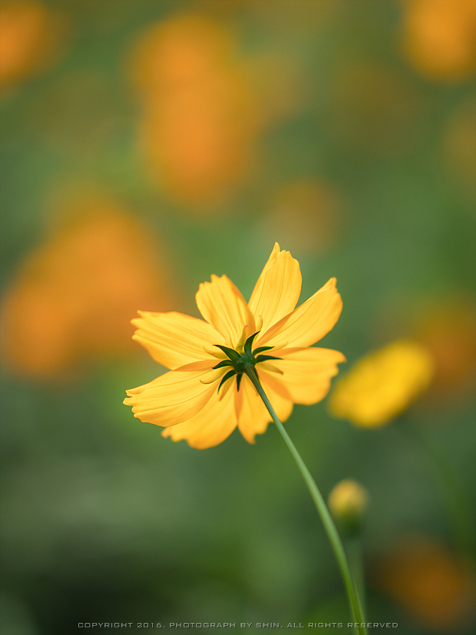 [GX8/85 + 12-40PRO / 42.5mm F1.2] 들꽃마루 황화코스모스 - 파나소닉 Talk [GX8/85 + 12-40PRO / 42.5mm F1.2] 들꽃마루 황화코스모스