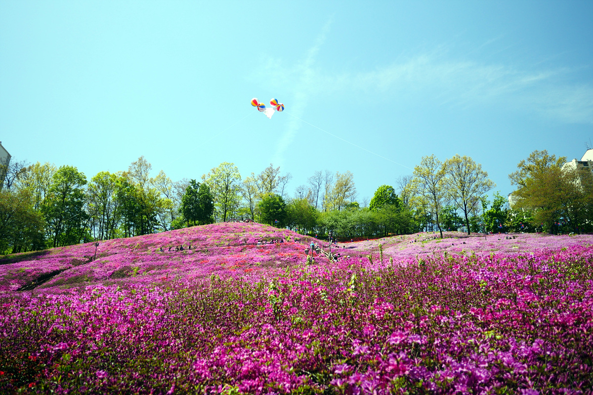 [gx8+12.4]철쭉동산 17장.. - 파나소닉 Talk [gx8+12.4]철쭉동산 17장..
