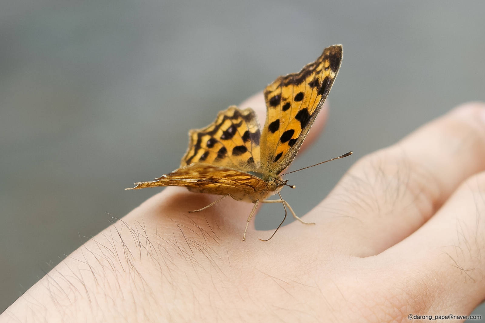 05 나비 에피소드 w-W1600_SAM2163.jpg