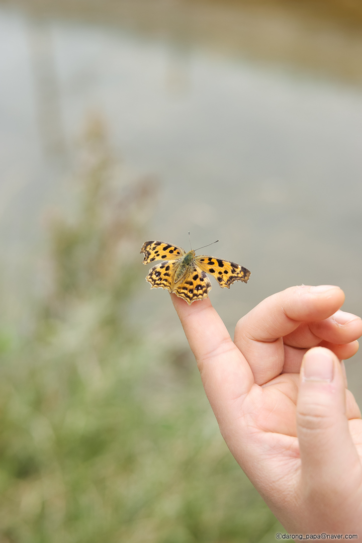 02 나비 에피소드 w-L1080_SAM2160.jpg