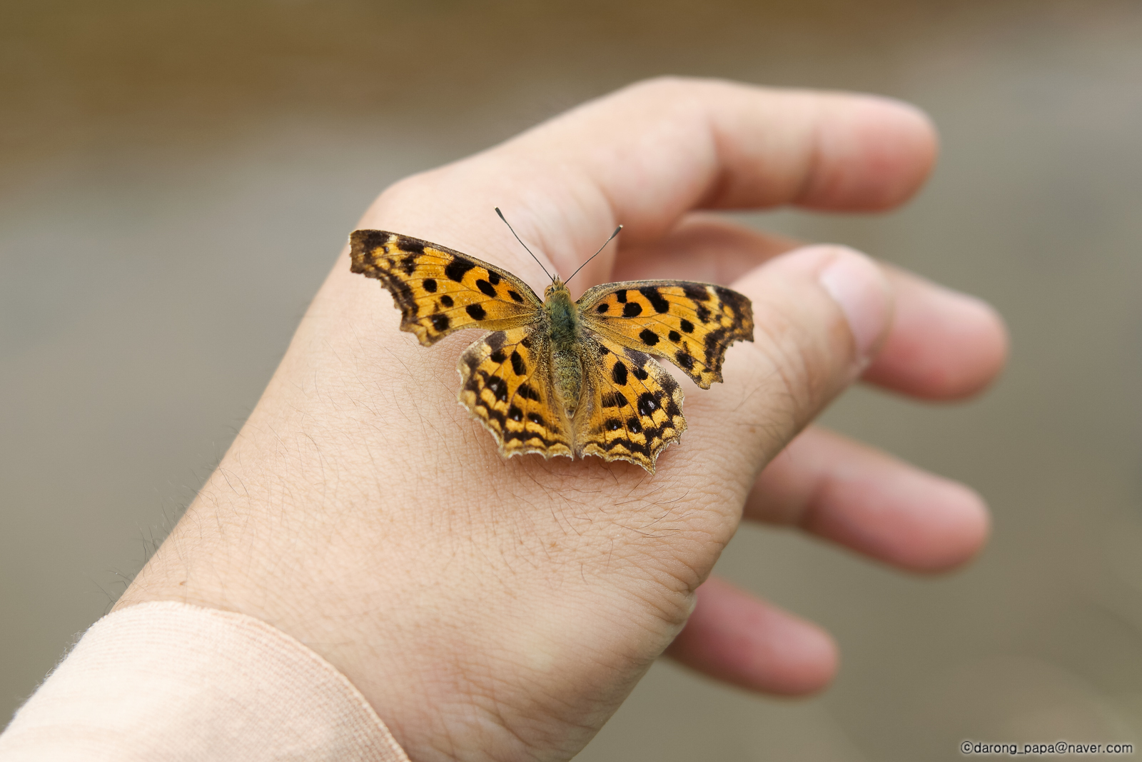 04 나비 에피소드 w-W1600_SAM2162.jpg