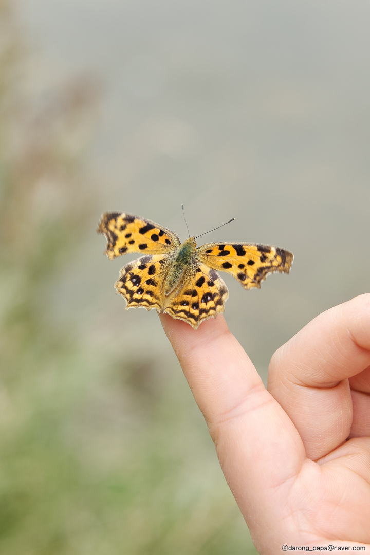 03 나비 에피소드 w-L1080_SAM2161.jpg