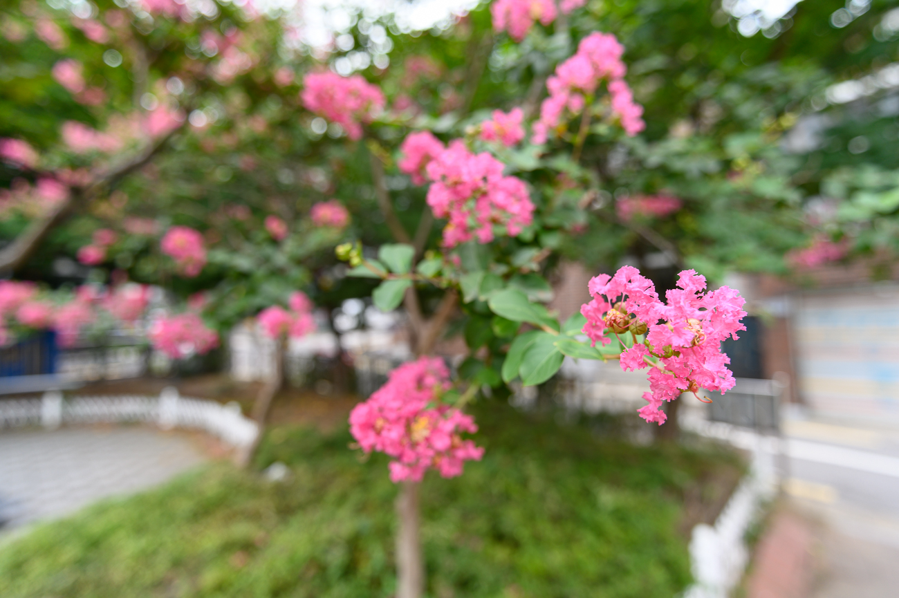 [Z6 + 탐론 17-28mm] 집 앞에 핀 배롱나무꽃 - 소니 Talk [Z6 + 탐론 17-28mm] 집 앞에 핀 배롱나무꽃