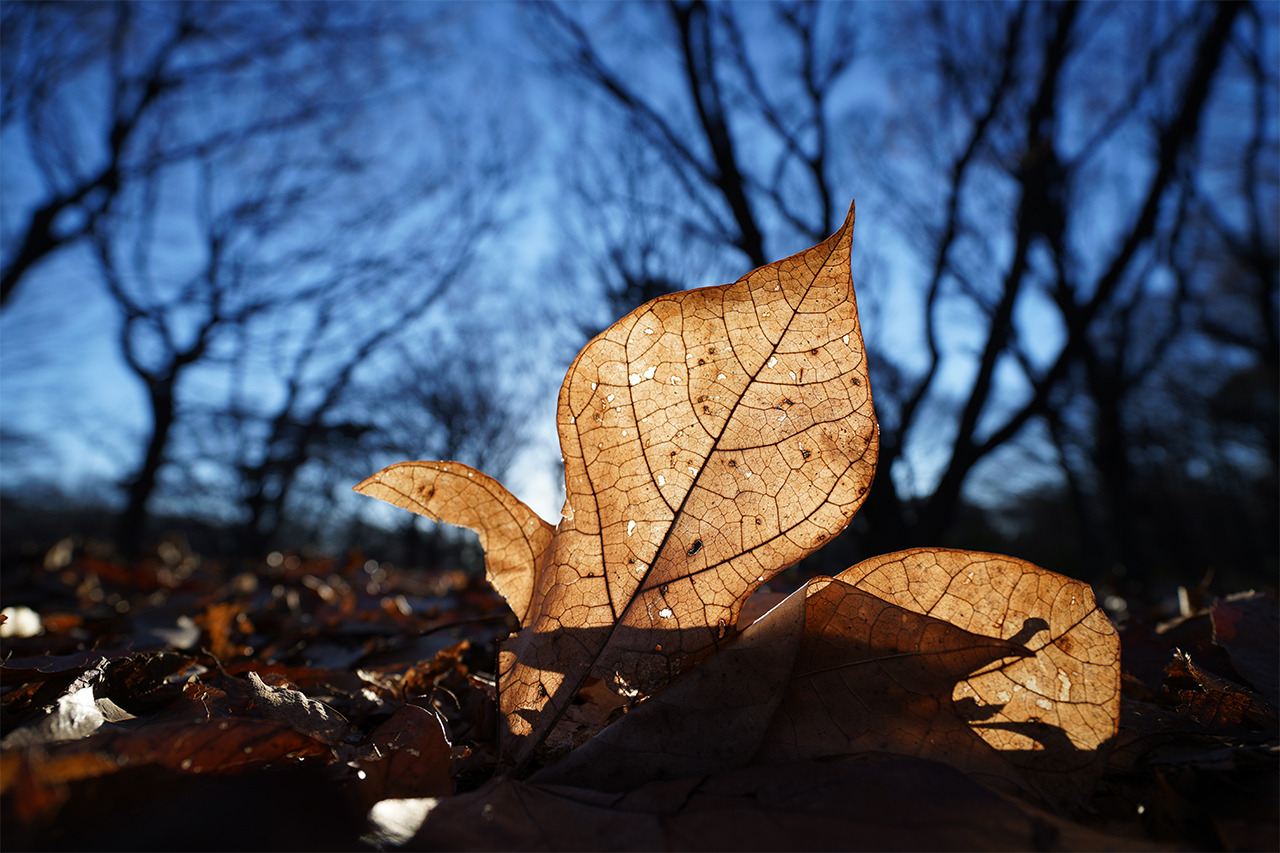 zSpecFE PZ 16-35mm F4 G0323_800_07.jpg
