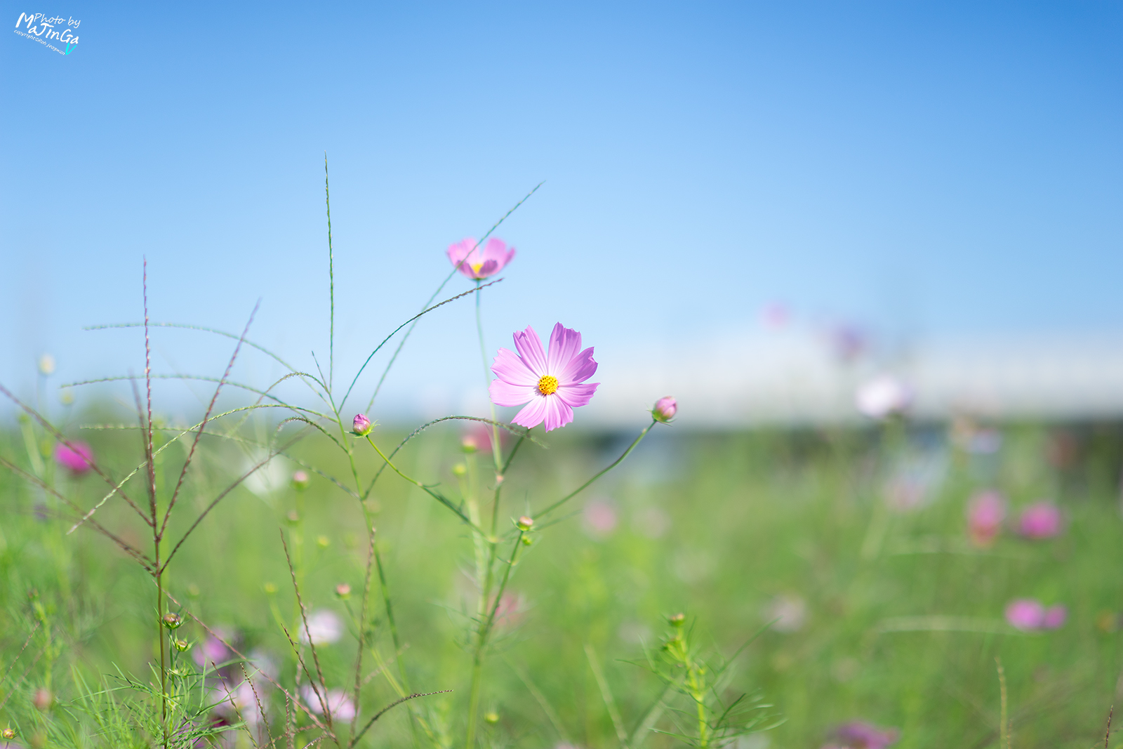 DSC02532 복사.jpg