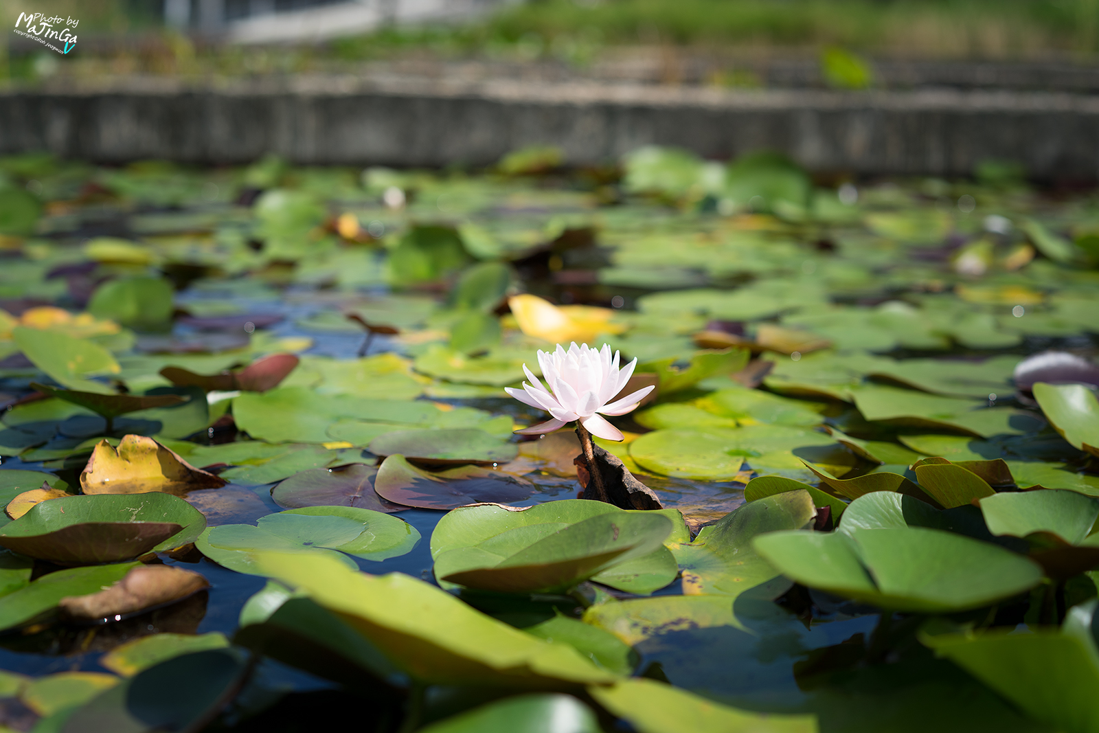 DSC01971 복사.jpg