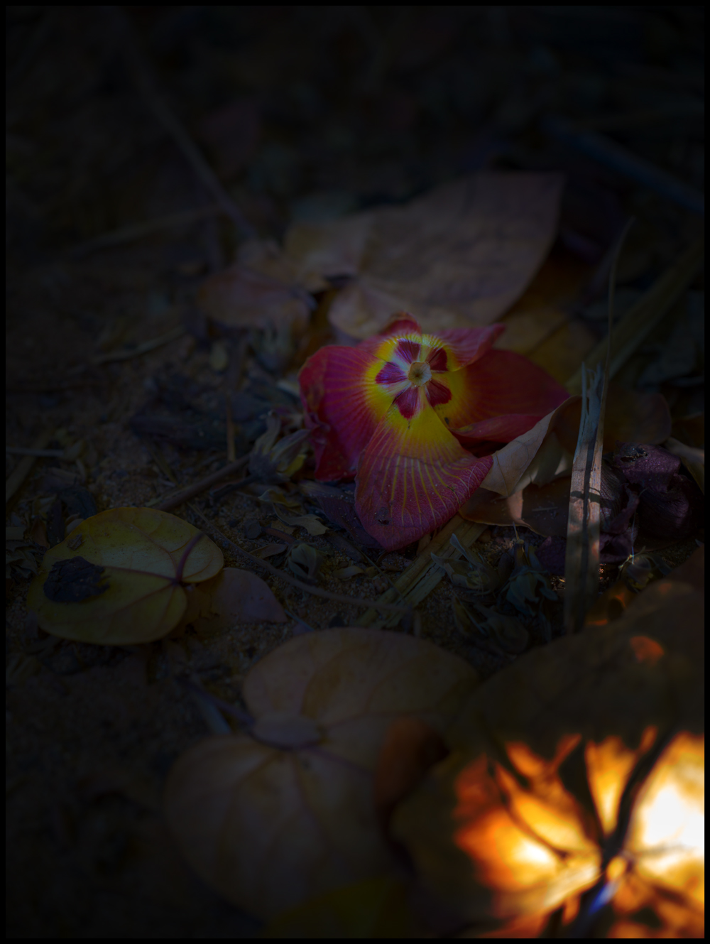 B0000391.jpg